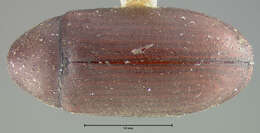 Image of Calymmaderus obsoletus (Fall 1905)