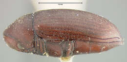 Image of Calymmaderus obsoletus (Fall 1905)