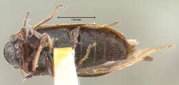 صورة Ernobius collaris Fall 1905