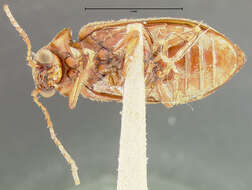 صورة Ernobius socialis Fall 1905