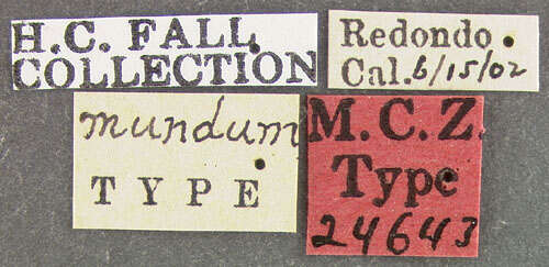 Image of Paralobium mundum Fall 1905