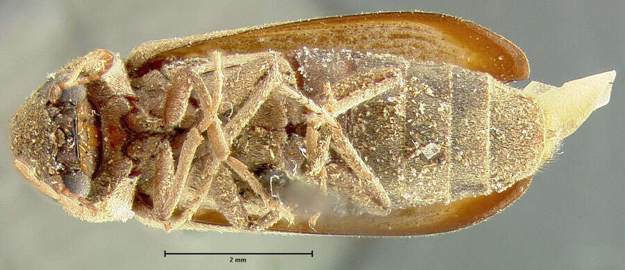 Image of Xeranobium desertum Fall 1905