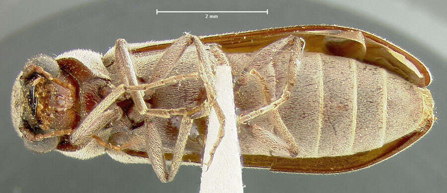Image of Xeranobium macrum Fall 1905