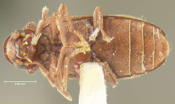 Image of Hemicoelus pusillus (Fall 1905)