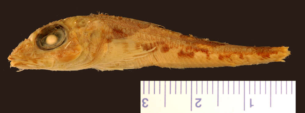 Image of Ribbed sculpin