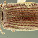 Image of Hadrobregmus truncatus (Fall 1905)