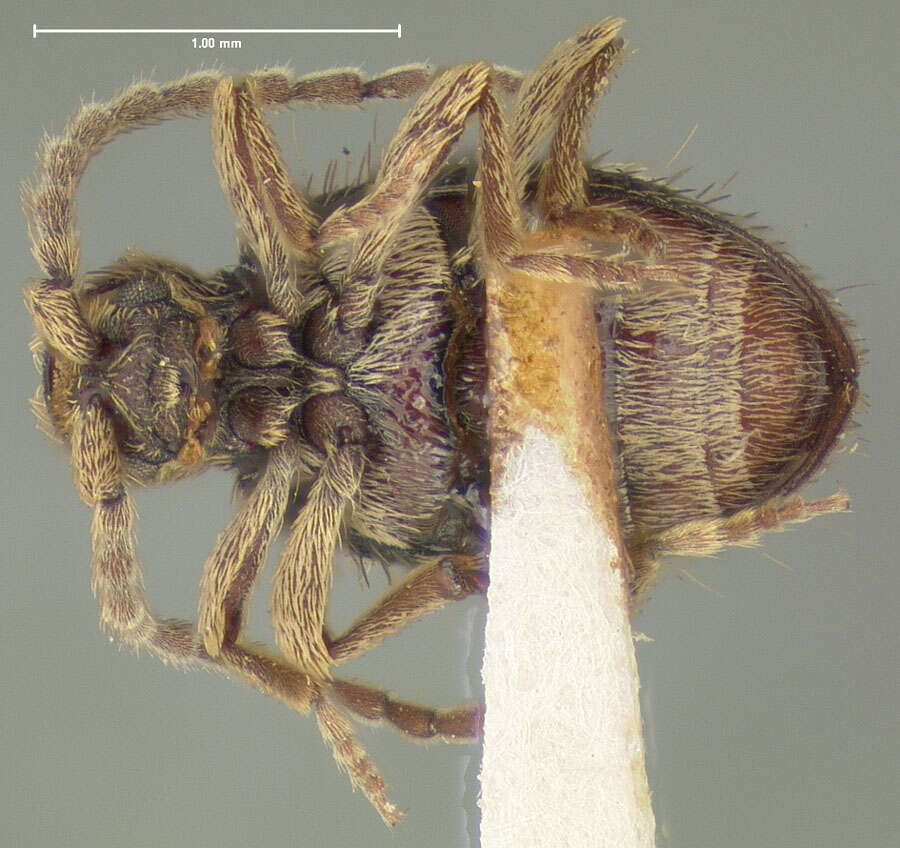 Image of Ptinus (Ptinus) agnatus Fall 1905