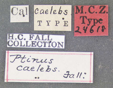 Image of Ptinus (Ptinus) caelebs Fall 1905