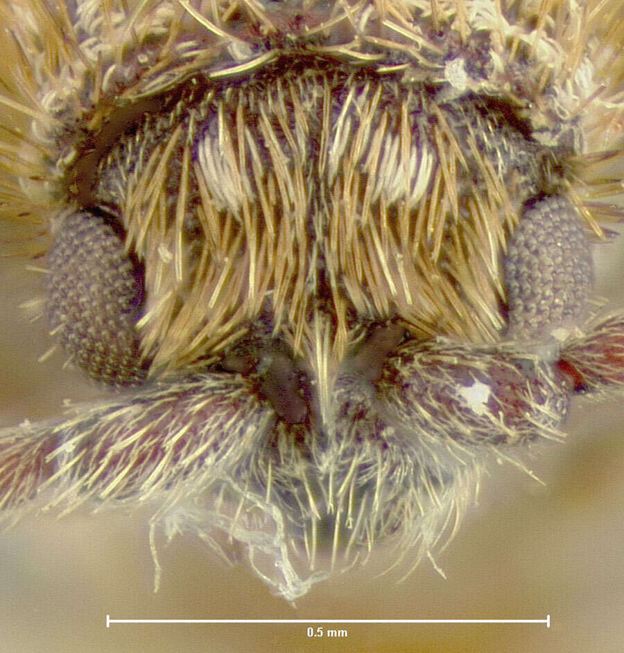 Image of Ptinus (Gynopterus) hystrix Fall 1905