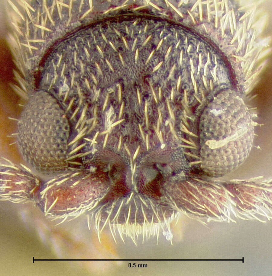 Ptinus (Gynopterus) strangulatus Fall 1905的圖片