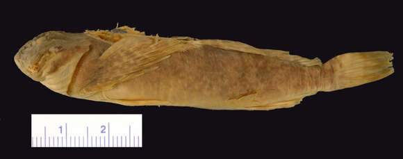 صورة Cottus aleuticus Gilbert 1896