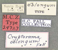 Image of Cryptorama oblongum Fall 1905