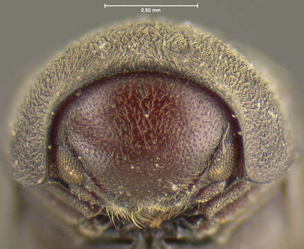 Image of Stichtoptychus agonus Fall 1905