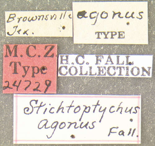 Image of Stichtoptychus agonus Fall 1905