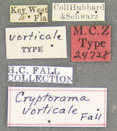 Image of Cryptorama vorticale Fall 1905