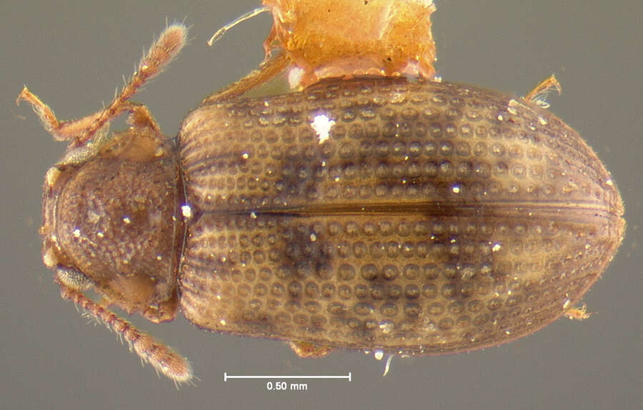 Image of Derodontus esotericus Lawrence 1979