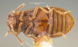 Image of Derodontus esotericus Lawrence 1979