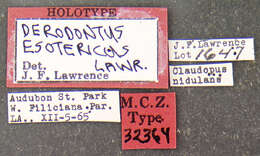 Image of Derodontus esotericus Lawrence 1979