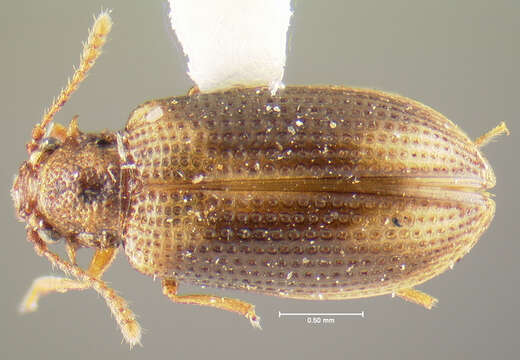 Image of Derodontus unidentatus Lawrence 1979