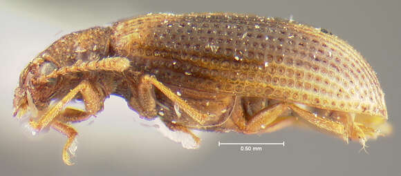 Image of Derodontus unidentatus Lawrence 1979