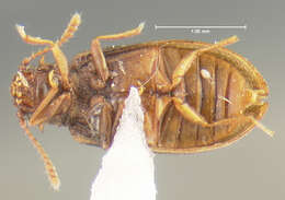 Image of Derodontus unidentatus Lawrence 1979