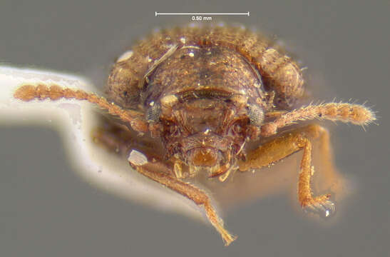 Image of Derodontus unidentatus Lawrence 1979