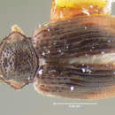 Image of <i>Nothoderodontus dentatus</i>
