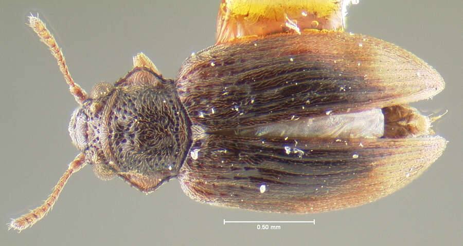 Image of <i>Nothoderodontus dentatus</i>