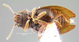 Image of <i>Nothoderodontus dentatus</i>