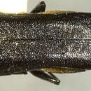 Image of Agrilus nigricans Gory 1841