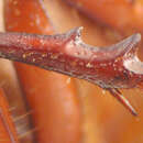 Image of Phyllophaga (Phyllophaga) leptospica Sanderson 1951