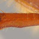 Image of Phyllophaga (Cnemarachis) garrota Sanderson 1951