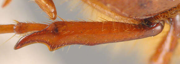 Image of Phyllophaga (Cnemarachis) garrota Sanderson 1951