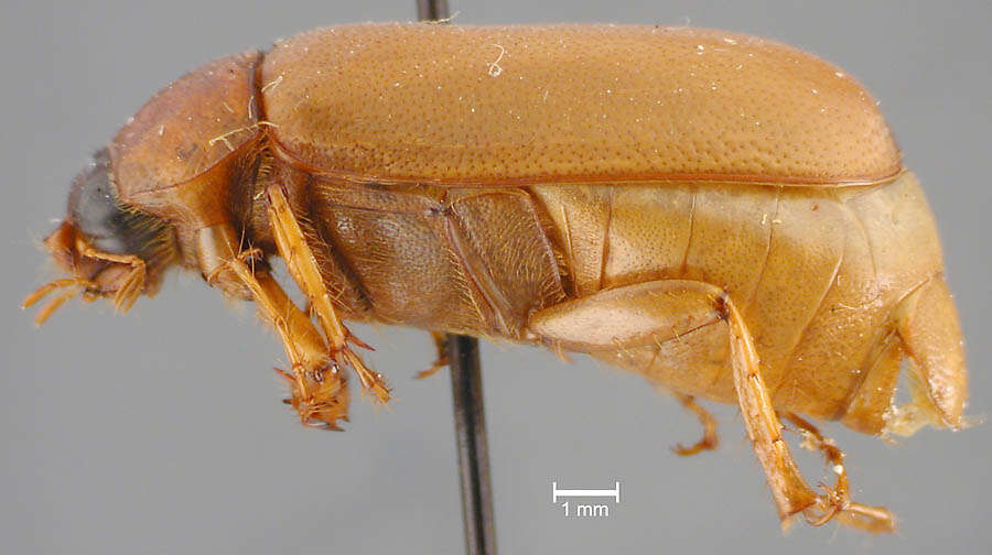 Image of Phyllophaga (Phyllophaga) aliada Sanderson 1951