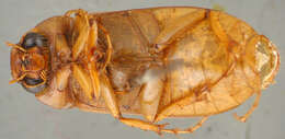 Image of Phyllophaga (Phyllophaga) aliada Sanderson 1951