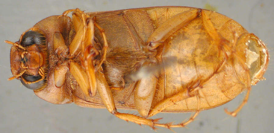 Image of Phyllophaga (Phyllophaga) aliada Sanderson 1951