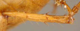 Image of Phyllophaga (Phyllophaga) aliada Sanderson 1951