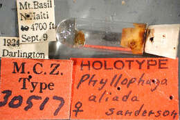 Image of Phyllophaga (Phyllophaga) aliada Sanderson 1951