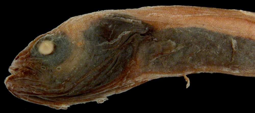 Image of Black eelpout