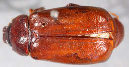 Image of Phyllophaga (Cnemarachis) canoa Sanderson 1951