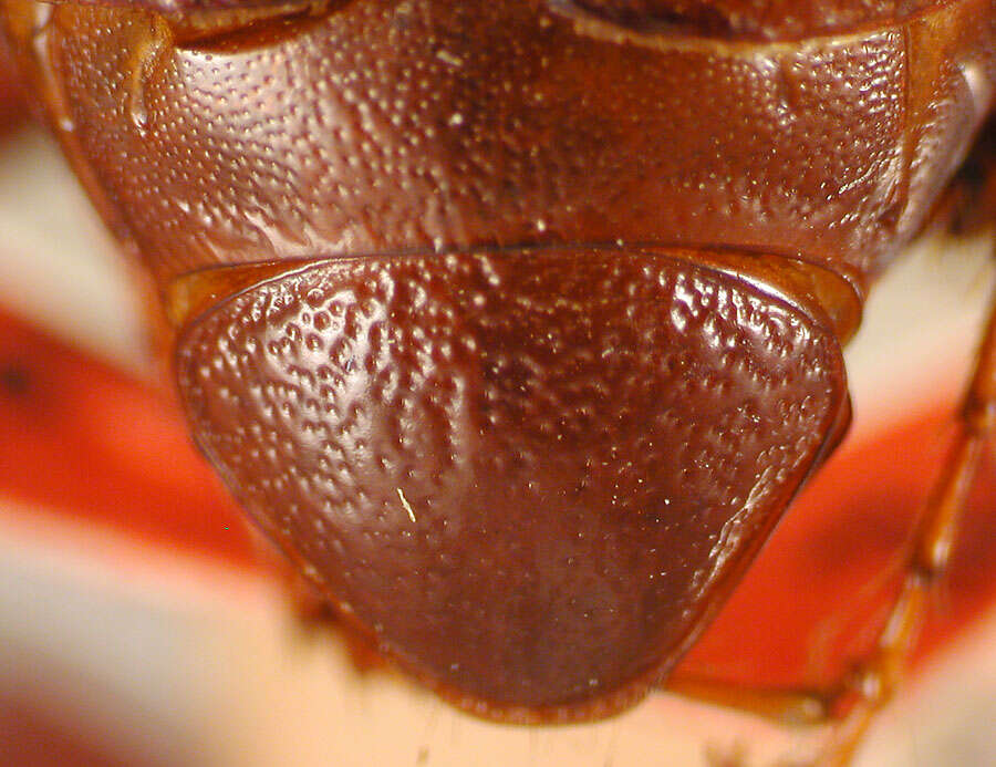 Image of Phyllophaga (Cnemarachis) canoa Sanderson 1951