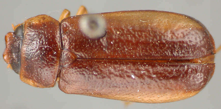 Image of Phyllophaga (Phyllophaga) esquinada Sanderson 1951