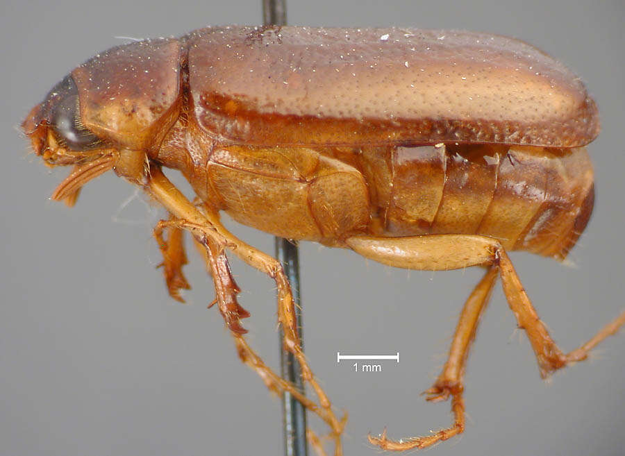 Image of Phyllophaga (Phyllophaga) esquinada Sanderson 1951