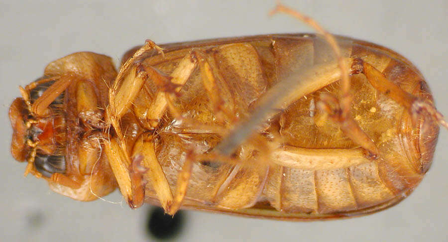 Image of Phyllophaga (Phyllophaga) esquinada Sanderson 1951