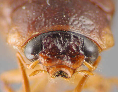 Image of Phyllophaga (Phyllophaga) esquinada Sanderson 1951