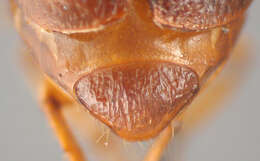 Image of Phyllophaga (Phyllophaga) esquinada Sanderson 1951