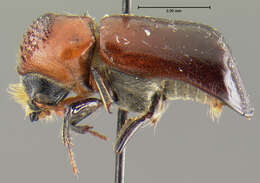 Image of Xylothrips cathaicus Reichardt 1966