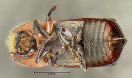 Image of Xylothrips cathaicus Reichardt 1966