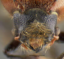 Image of Xylothrips cathaicus Reichardt 1966