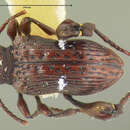 Image of <i>Fabrasia wheeleri</i>